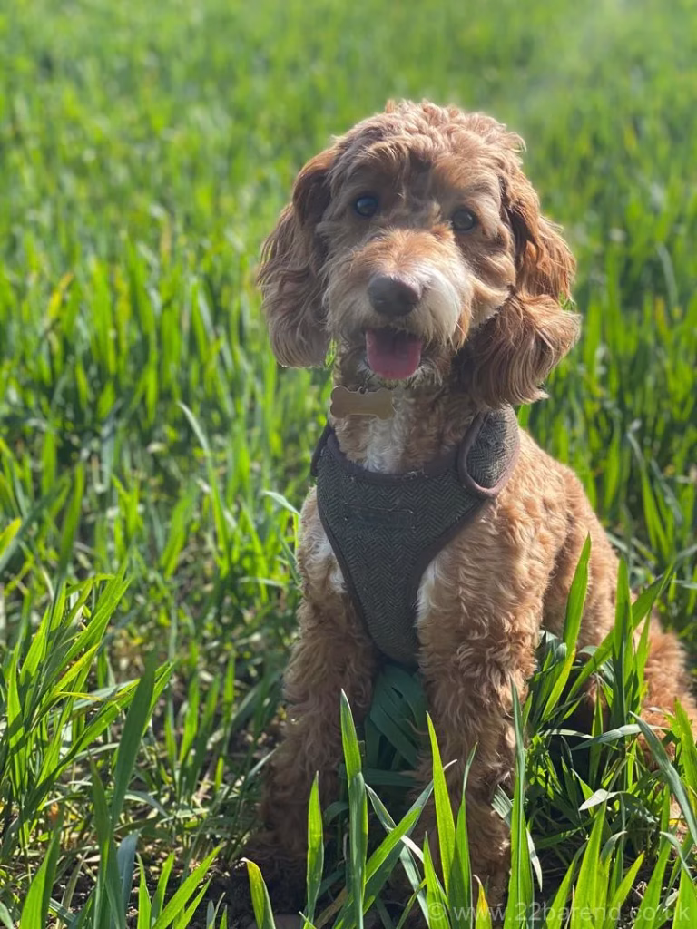 Dog (Cockapoo) with harness sitting in long grass