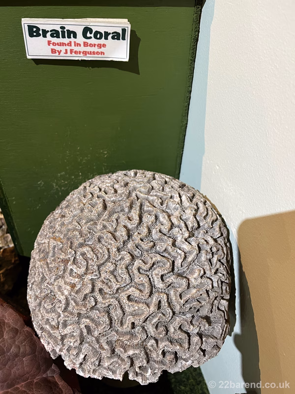 Brain Coral on display