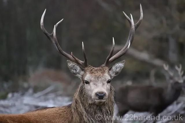 Red Deer Stag at Bainloch Deer Park