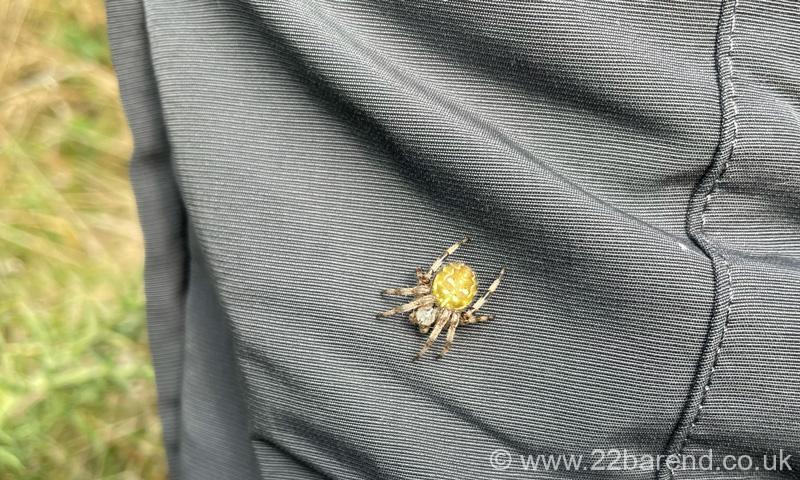 Four-spotted Orb Weaver - Araneus quadratus