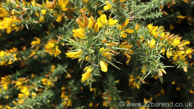 Gorse on Coastal Walk from Sandyhills to Rockcliffe