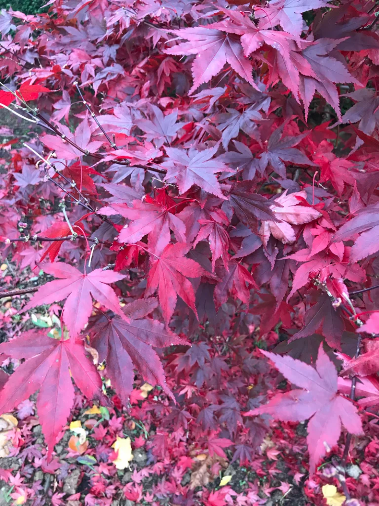 Red Acer Tree Leaves