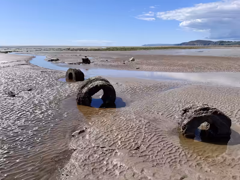 Barn Owls, Barnacle Geese & Barefoot on the Beach at RSPB Mersehead