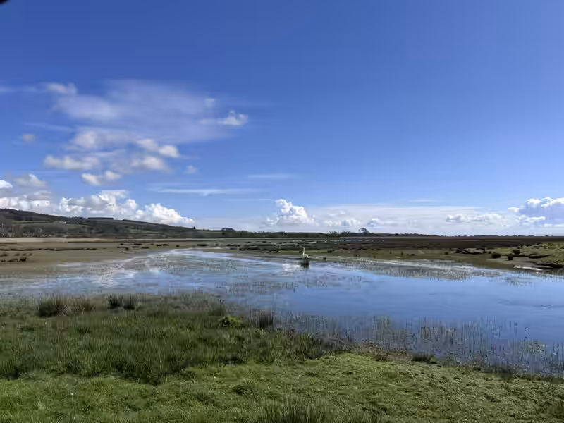 A white swan swimming on a calm water pond surrounded by reeds at the RSPB Mersehead wildlife hides.